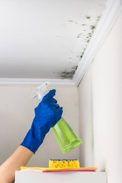 Professional Mold Removal in Gloucester City, NJ